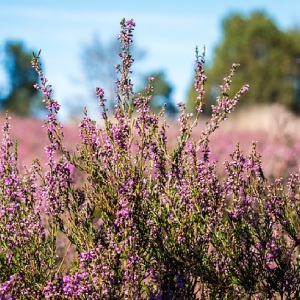 Heidelandschaft Senne